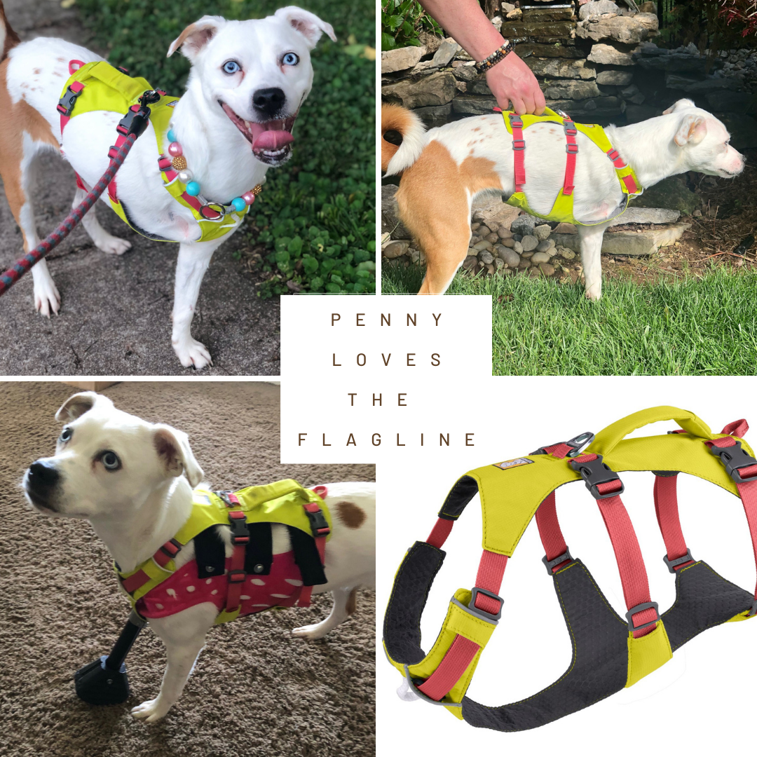 Penny's Flagline Front Leg Tripawd Harness Review Tripawds Gear