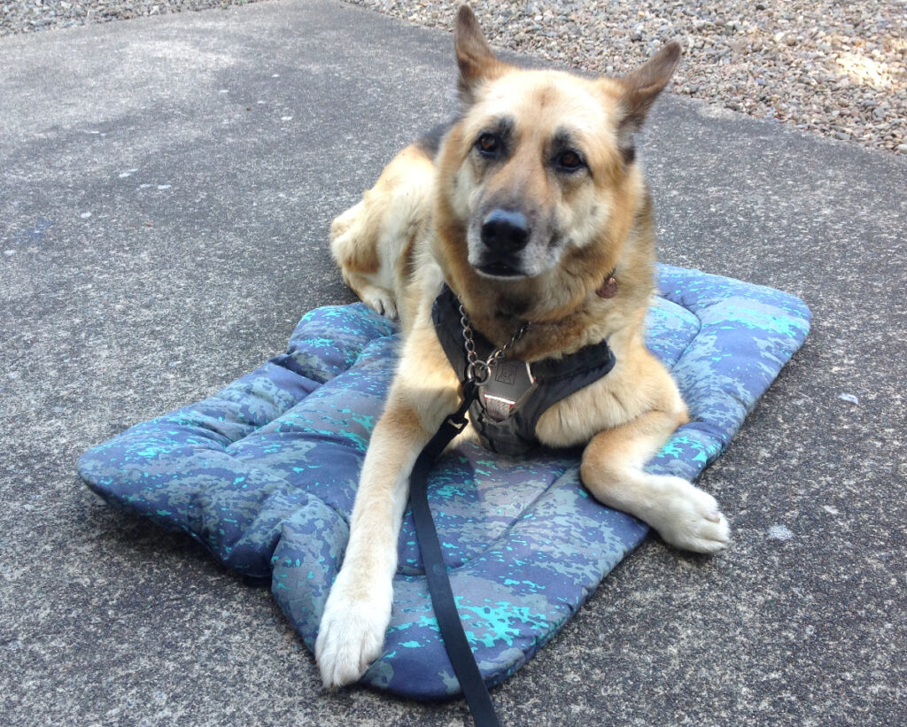 hot dog on Ruffwear Base Camp Bed