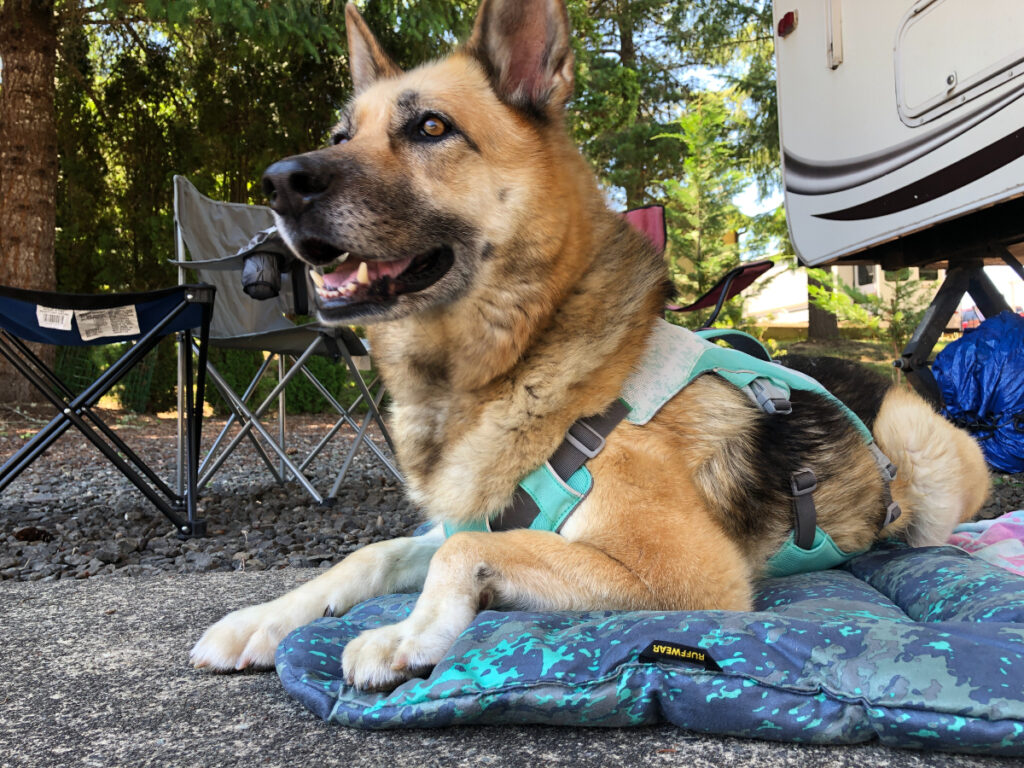 best summer Tripawd harness 