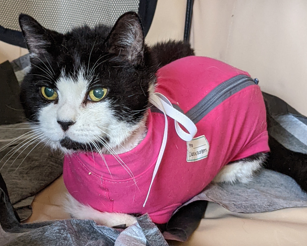 VetMedWear Amputation Recovery Suit for Cats and Dogs