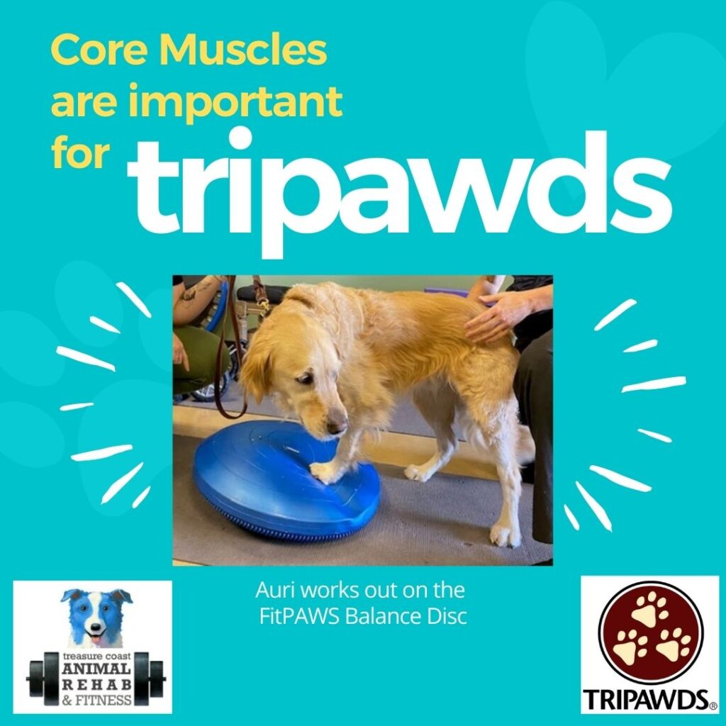 Tripawd exercise and fitness