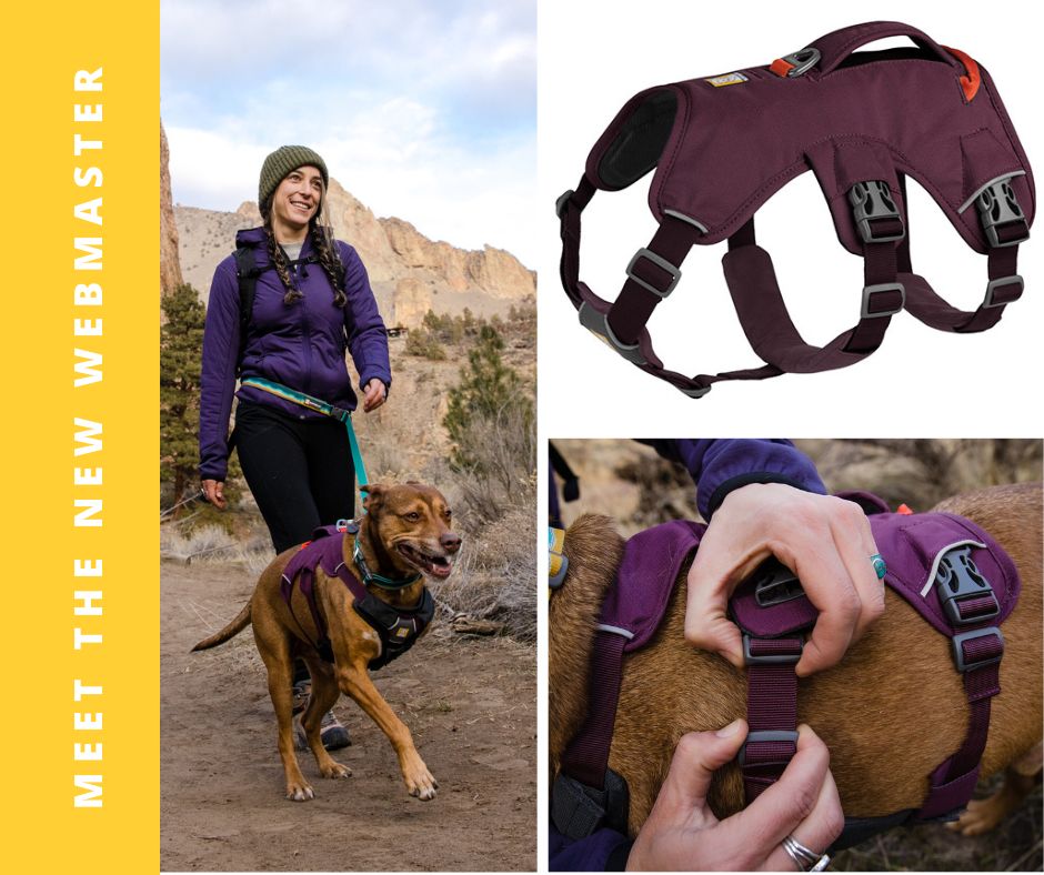 Webmaster Tripawd Harness 2022