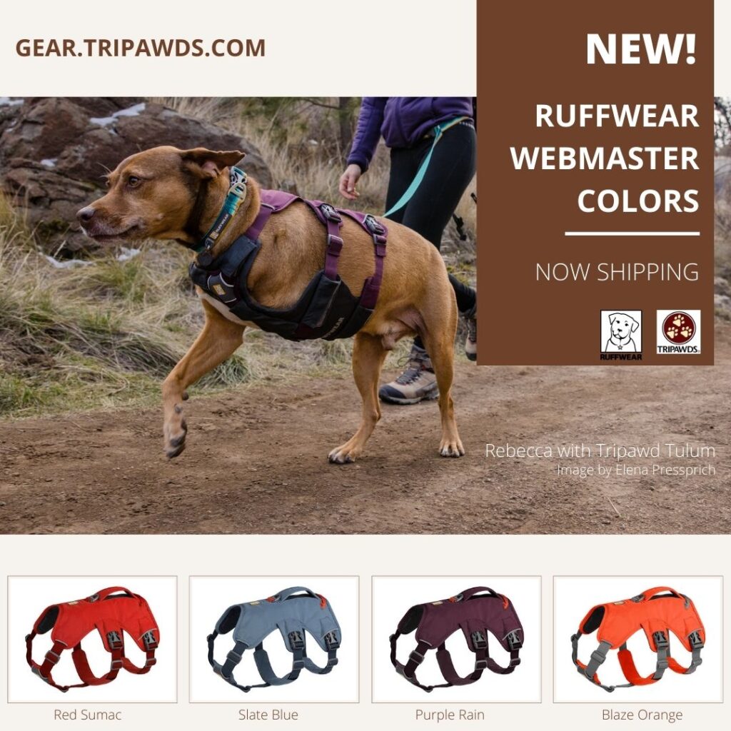 New Webmaster for Tripawd Dogs
