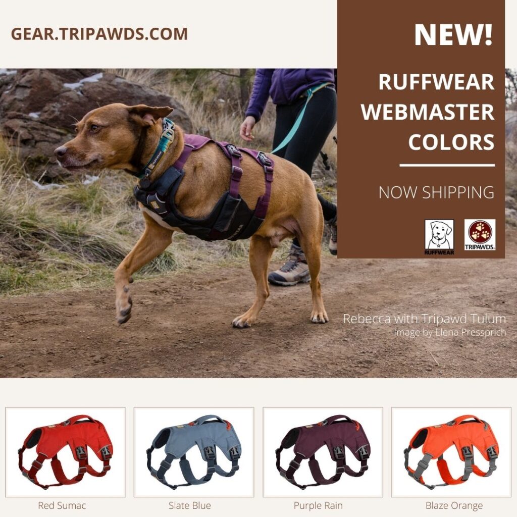 New Webmaster for Tripawd Dogs and 4 Leggers Can t Be Beat