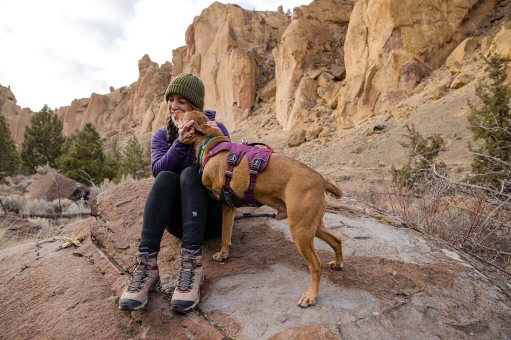 Three Legged Dog Wearing Harness