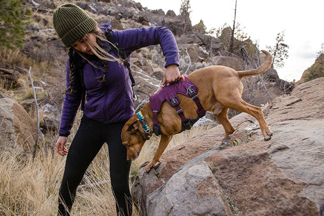 Web Master Harness by Ruffwear