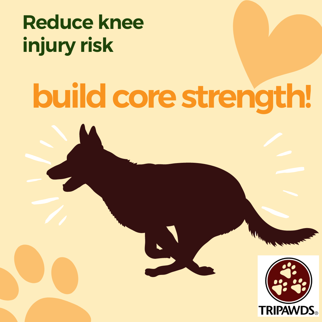 how to avoid a Tripawd knee injury