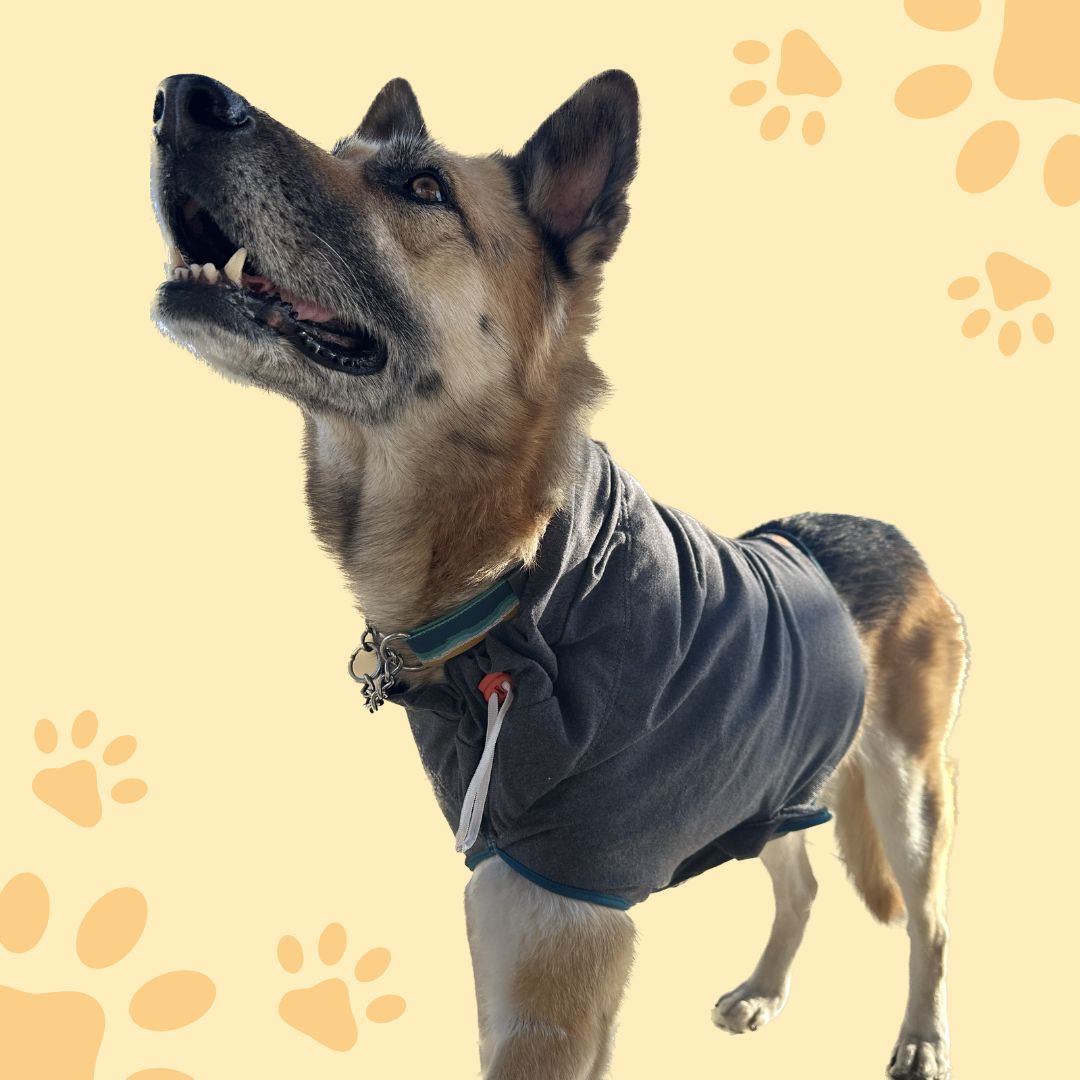 Tripawd Dogs Amputation Recovery Gear - Tripawds