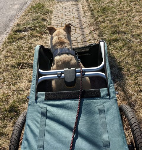 Burley Bark Ranger Tripawd Dog Stroller