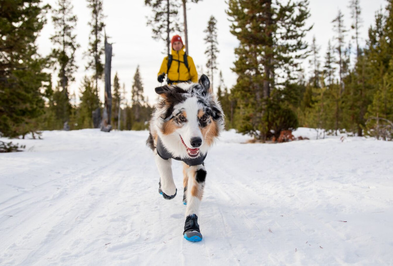 Polar Trex™ Winter Dog Boots for Three Legged and Four Legged Dogs