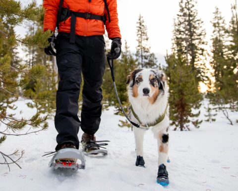 Polar Trex™ Winter Dog Boots for Three Legged and Four Legged Dogs