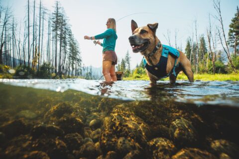 Ruffwear Confluence Life Vest on Three Legged Dog Swimmer