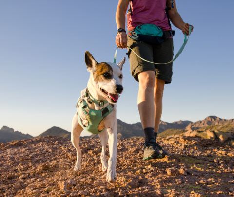 2025 Ruffwear Swamp Cooler Harness keeps amputee dogs cool