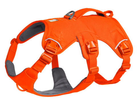 2025 Ruffwear Webmaster Harness in Blaze Orange helps four and three-legged dogs