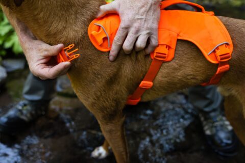 2025 Ruffwear Webmaster Harness in Blaze Orange helps four and three-legged dogs