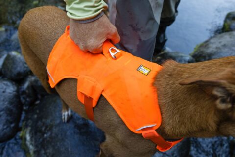 2025 Ruffwear Webmaster Harness helps four and three-legged dogs