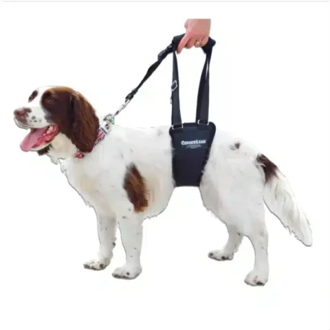 GingerLead Harness