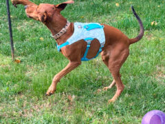 Hope tries the Ruffwear Swamp Cooling Harness