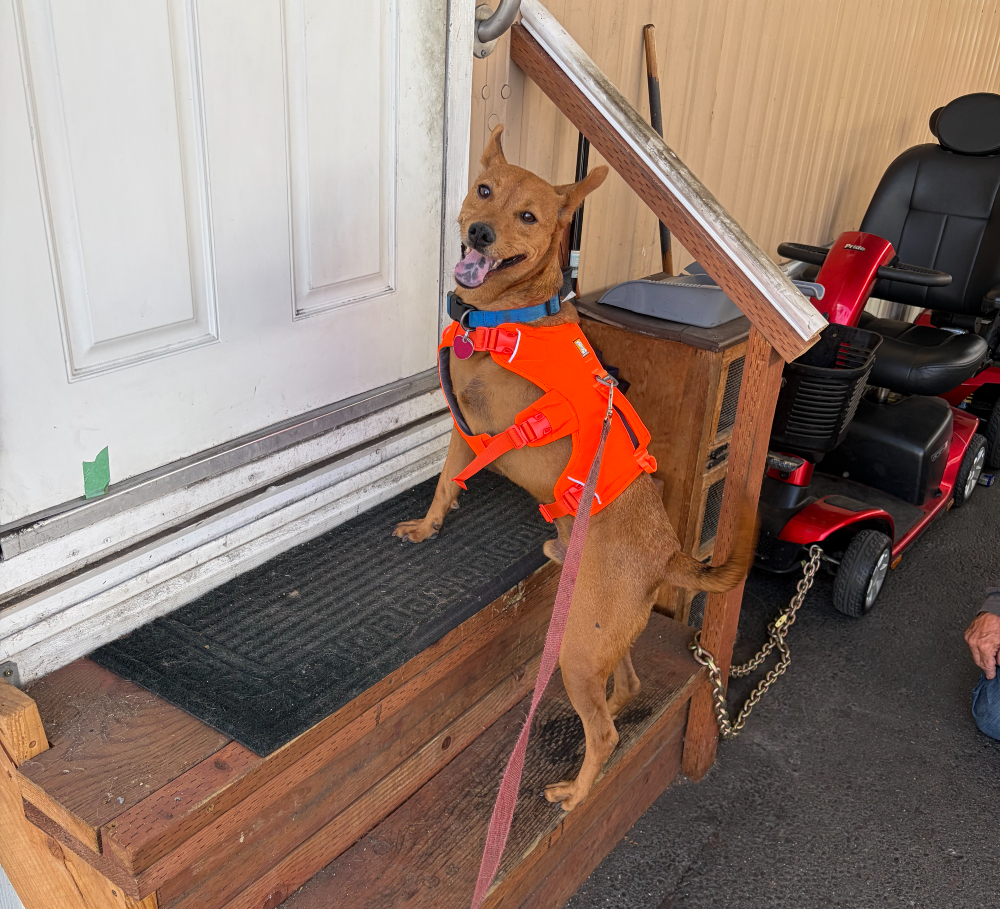 Happy Hartzsog Tripawd in a Webmaster Harness in Blaze Orange