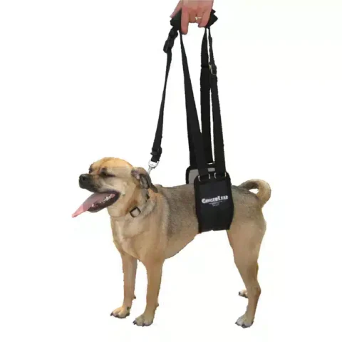 GingerLead Harness