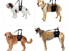 GingerLead Harness