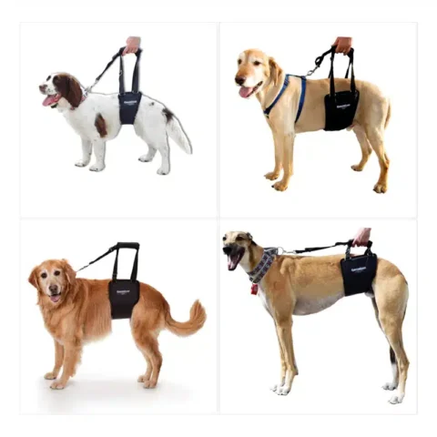 GingerLead Harness