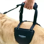 GingerLead Harness