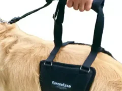 GingerLead Harness