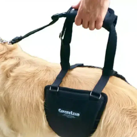 GingerLead Harness