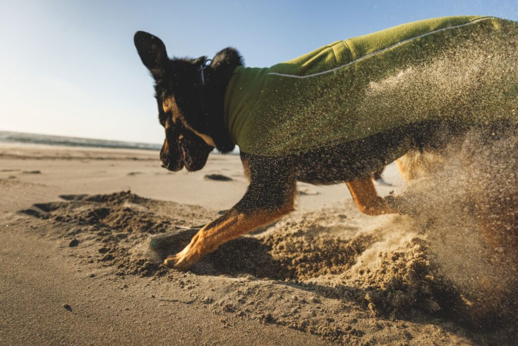 Dog runs in sand with the 2025 Ruffwear Climate Changer Dog Vest