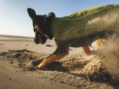 Dog runs in sand with the 2025 Ruffwear Climate Changer Dog Vest