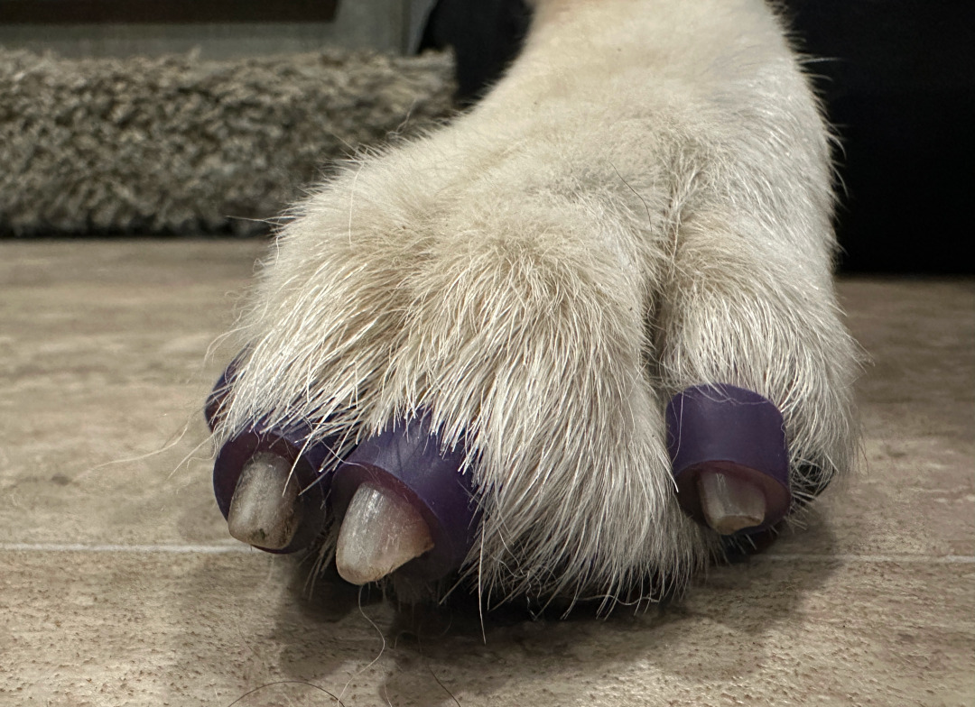 Toe Grips on Tripawds Spokesdog Nellie