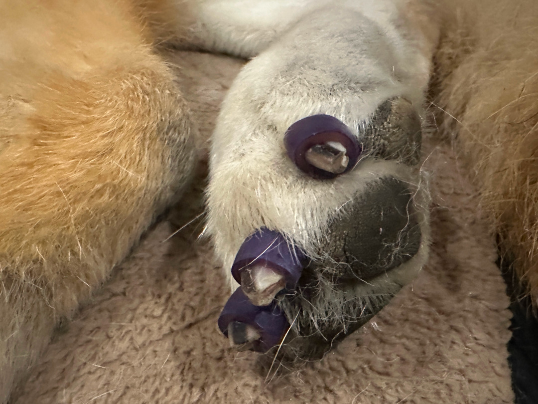 Close up of Toe Grips on Nellie's Paw