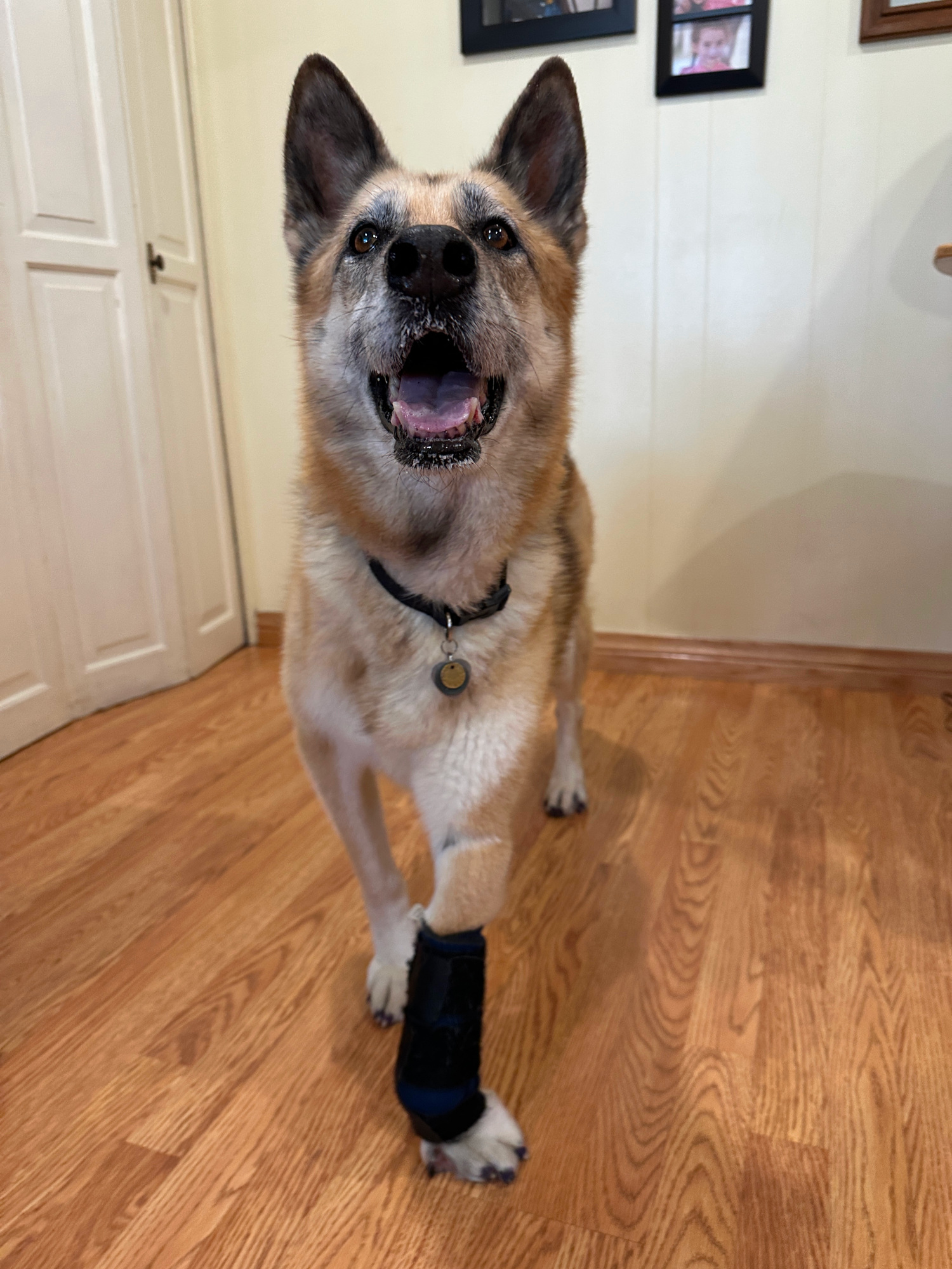 Traveling with a Tripawd is Easier with Traction