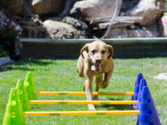 FitPaws Cavaletti Pole Kit for Tripawd rehab exercise games