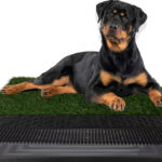 Indoor dog litter box with artificial grass for Tripawd recovery