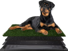 Indoor dog litter box with artificial grass for Tripawd recovery