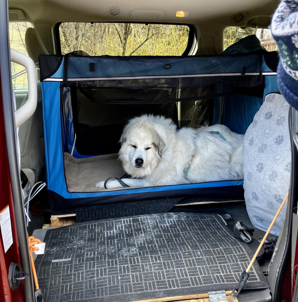 Great Pyrenees Rollie in OwnDogs Hard Sided Collapsible Travel Crate