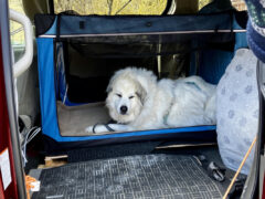 Great Pyrenees Rollie in OwnDogs Hard Sided Collapsible Travel Crate