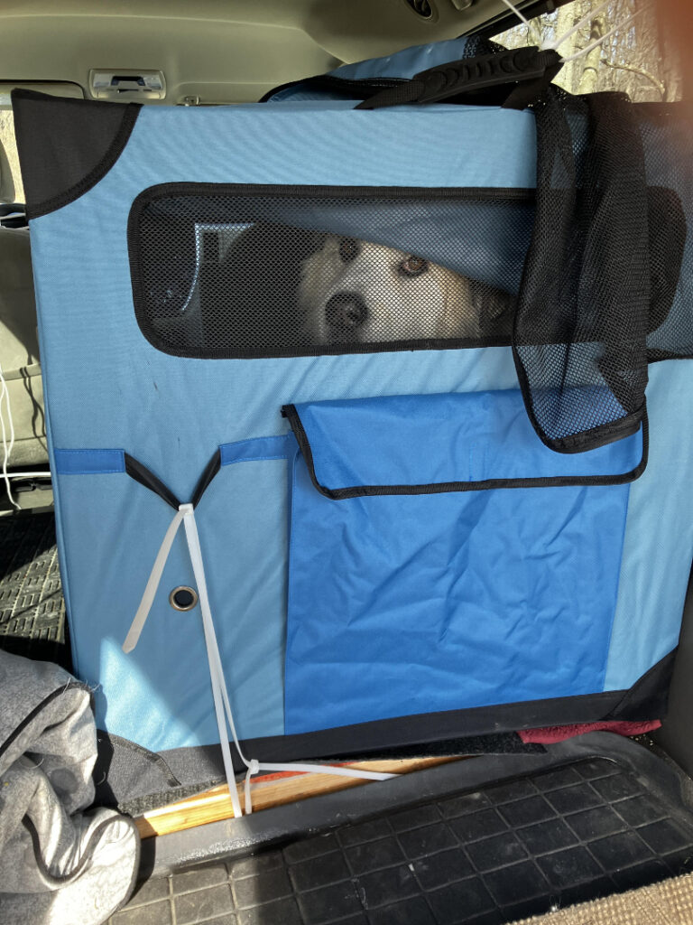 Great Pyrenees Rollie in OwnDogs Hard Sided Collapsible Travel Crate