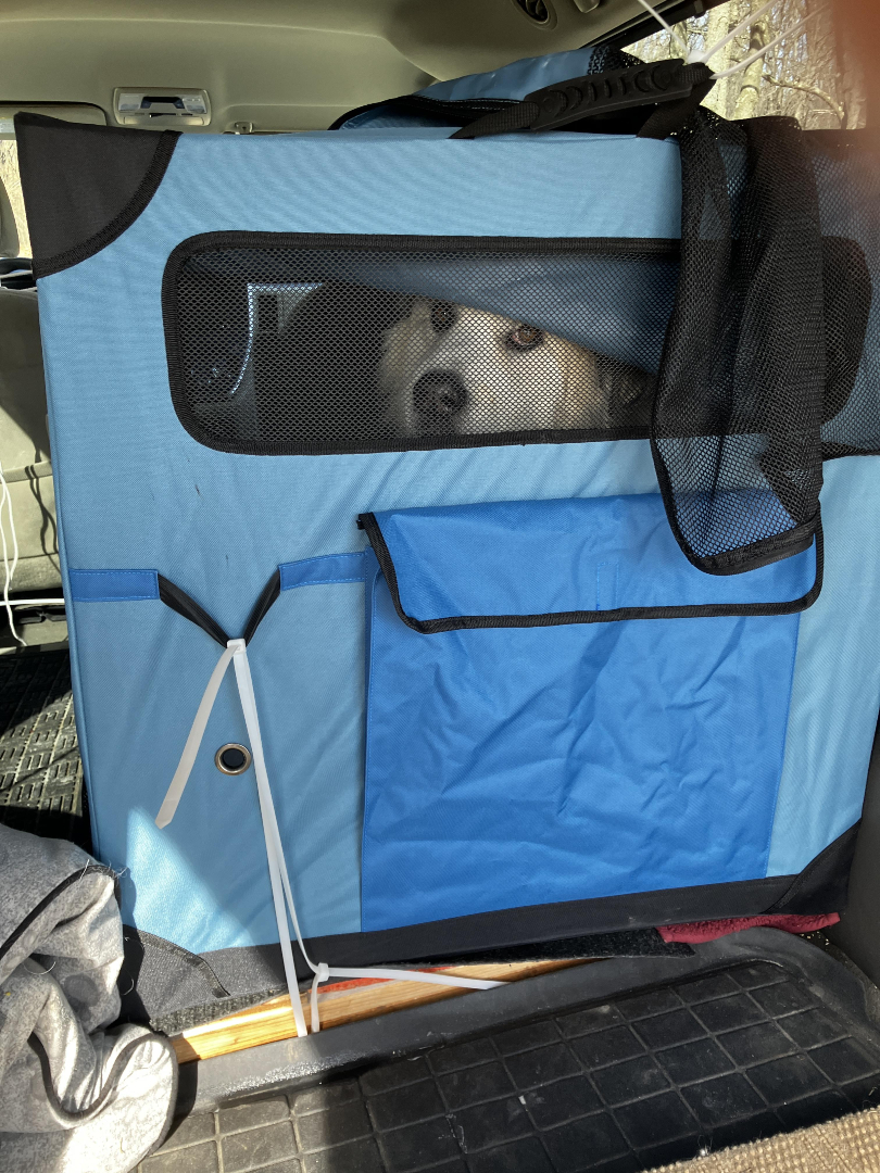 Great Pyrenees Rollie in OwnDogs Hard Sided Collapsible Travel Crate