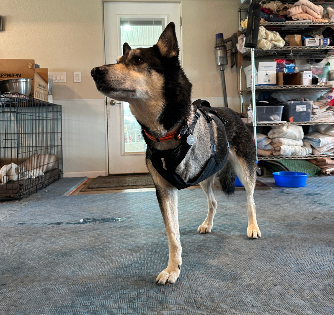 Tripawd German Shepherd Husky Roxy tests Ruffwear Ridgeline Harness