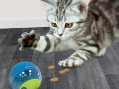 Nerf Cat Puzzle Feeder Ball