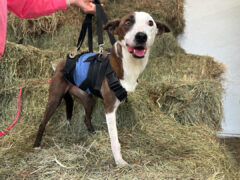 Tripawd Flapjack models a Custom Pet Support Suit