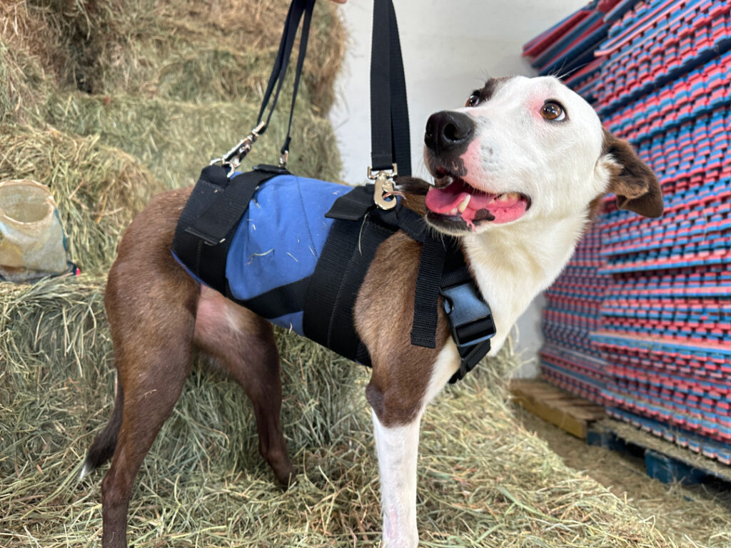 Tripawd Flapjack models a Custom Pet Support Suit