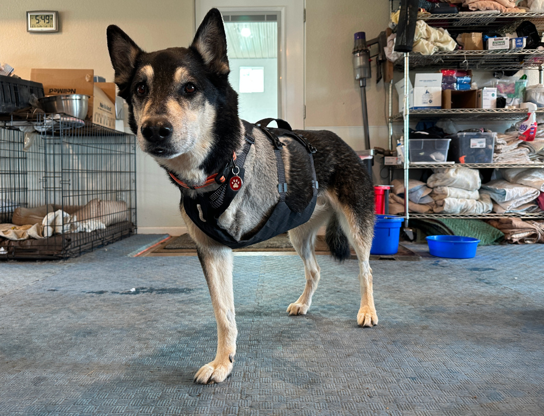 Tripawd German Shepherd Husky Roxy tests Ruffwear Ridgeline Harness